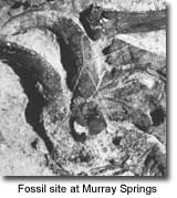 fossils found at Murray Springs